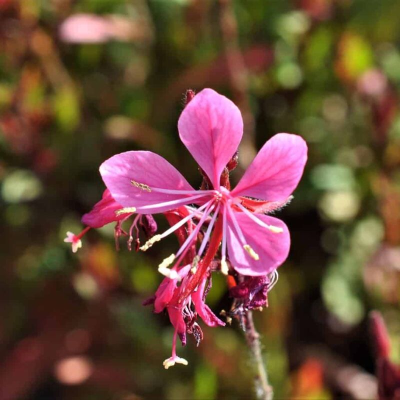 Oenothera lindheimeri 'Siskiyou Pink' (was Gaura) ---